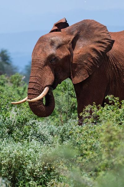 Pitamitz, Sergio 아티스트의 African elephant-Loxodonta africana-Tsavo-Kenya작품입니다.